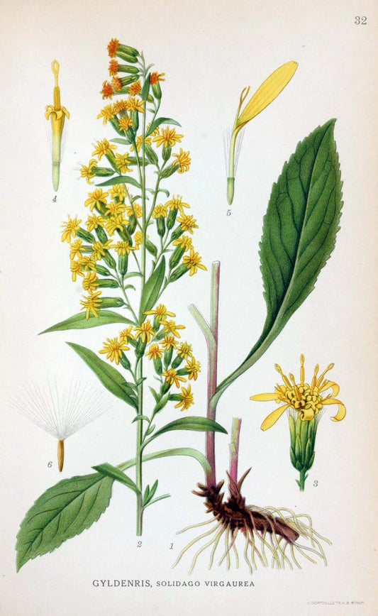 Billeder af nordens flora. v.1KÃ¸benhavn,G.E.C. Gad's forlag,1917-1927. | Finland "Pictorial works" Plants Scandinavia  | Vintage Print Reproduction 461569