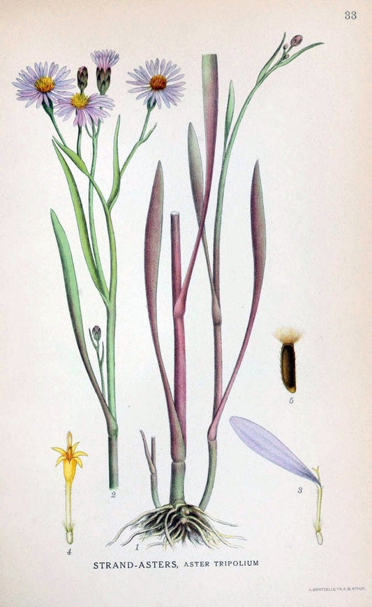 Billeder af nordens flora. v.1KÃ¸benhavn,G.E.C. Gad's forlag,1917-1927. | Finland "Pictorial works" Plants Scandinavia  | Vintage Print Reproduction 461570