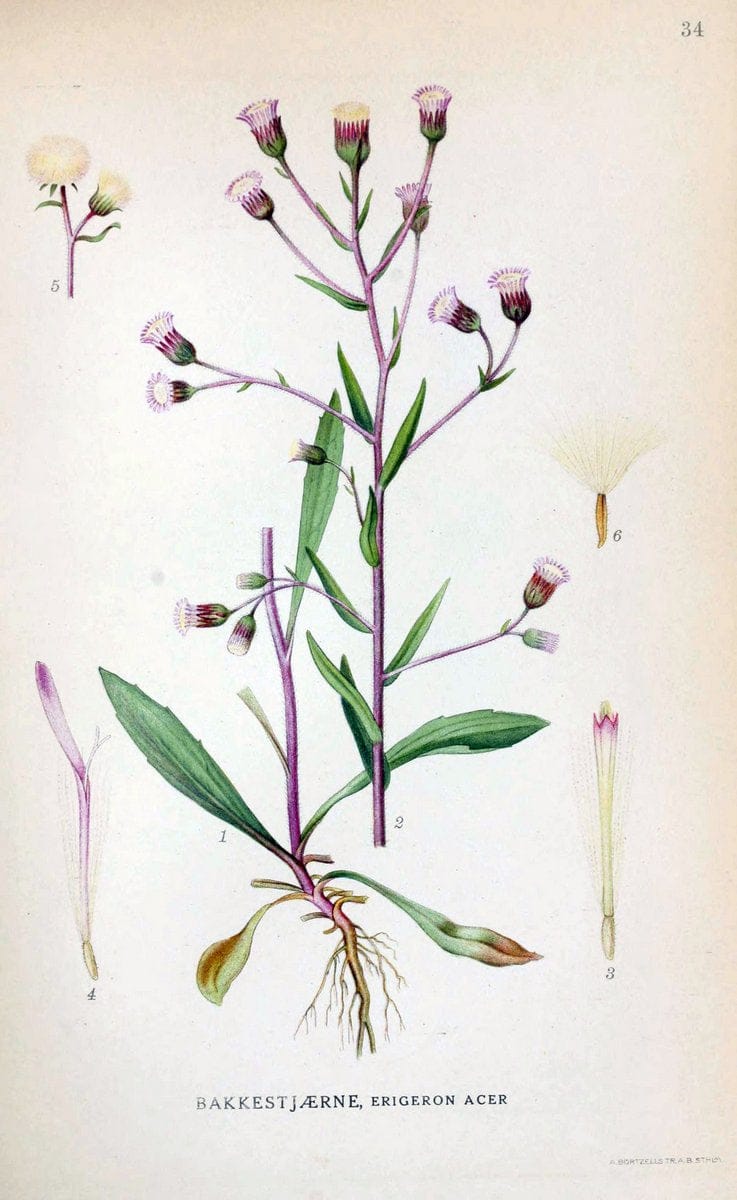 Billeder af nordens flora. v.1KÃ¸benhavn,G.E.C. Gad's forlag,1917-1927. | Finland "Pictorial works" Plants Scandinavia  | Vintage Print Reproduction 461571