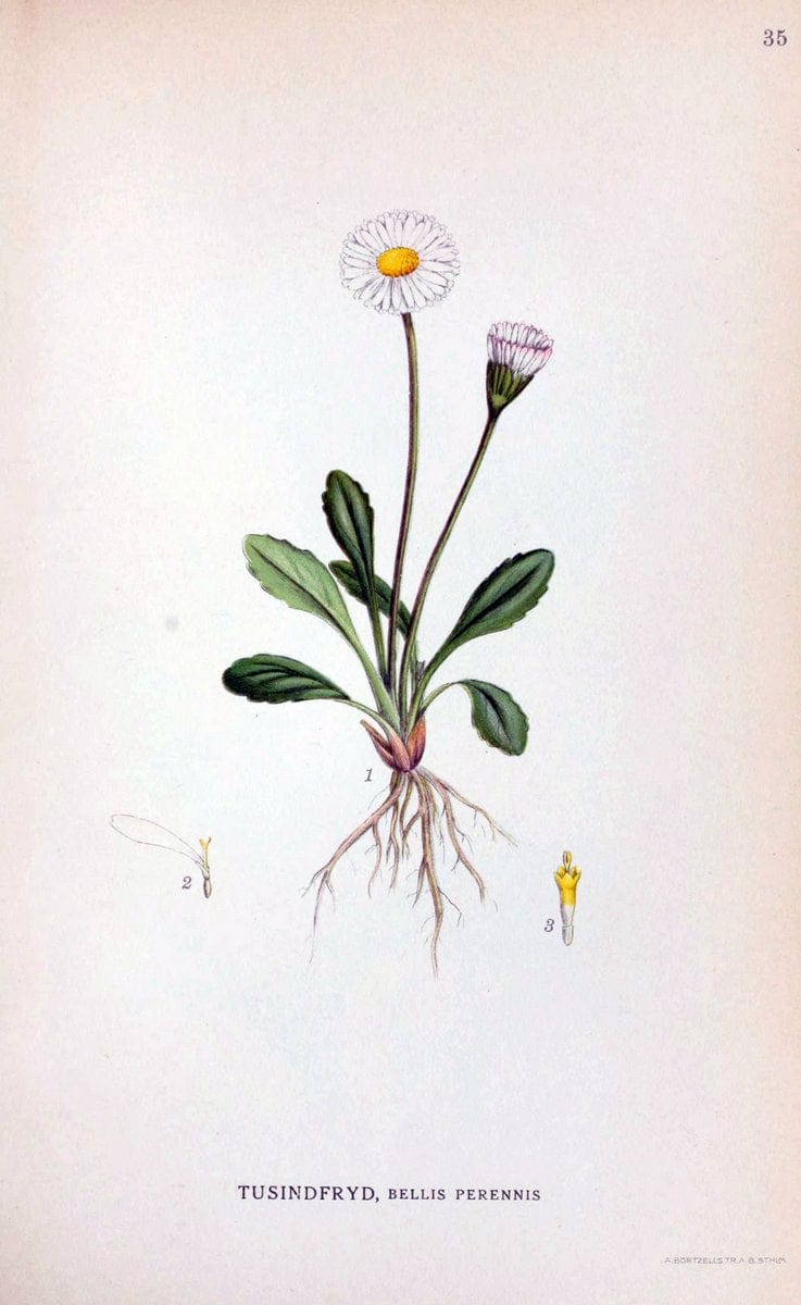 Billeder af nordens flora. v.1KÃ¸benhavn,G.E.C. Gad's forlag,1917-1927. | Finland "Pictorial works" Plants Scandinavia  | Vintage Print Reproduction 461572