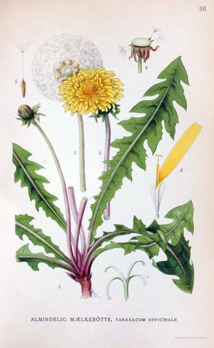 Billeder af nordens flora. v.1KÃ¸benhavn,G.E.C. Gad's forlag,1917-1927. | Finland "Pictorial works" Plants Scandinavia  | Vintage Print Reproduction 461573