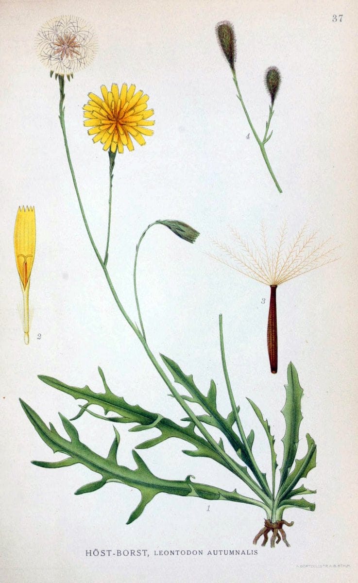 Billeder af nordens flora. v.1KÃ¸benhavn,G.E.C. Gad's forlag,1917-1927. | Finland "Pictorial works" Plants Scandinavia  | Vintage Print Reproduction 461574