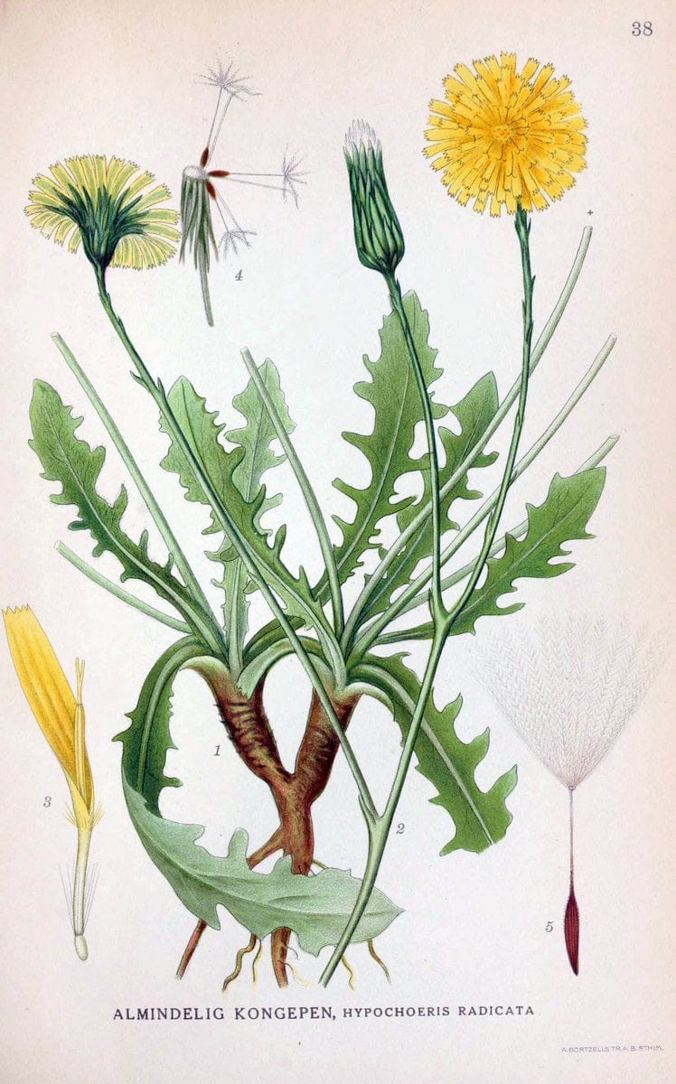 Billeder af nordens flora. v.1KÃ¸benhavn,G.E.C. Gad's forlag,1917-1927. | Finland "Pictorial works" Plants Scandinavia  | Vintage Print Reproduction 461575