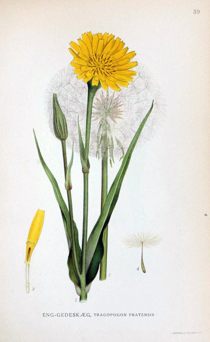 Billeder af nordens flora. v.1KÃ¸benhavn,G.E.C. Gad's forlag,1917-1927. | Finland "Pictorial works" Plants Scandinavia  | Vintage Print Reproduction 461576