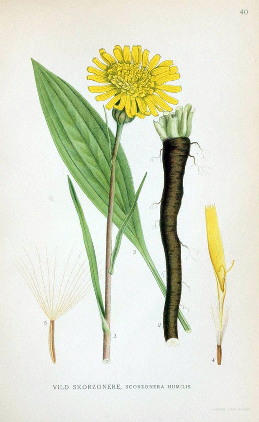 Billeder af nordens flora. v.1KÃ¸benhavn,G.E.C. Gad's forlag,1917-1927. | Finland "Pictorial works" Plants Scandinavia  | Vintage Print Reproduction 461577
