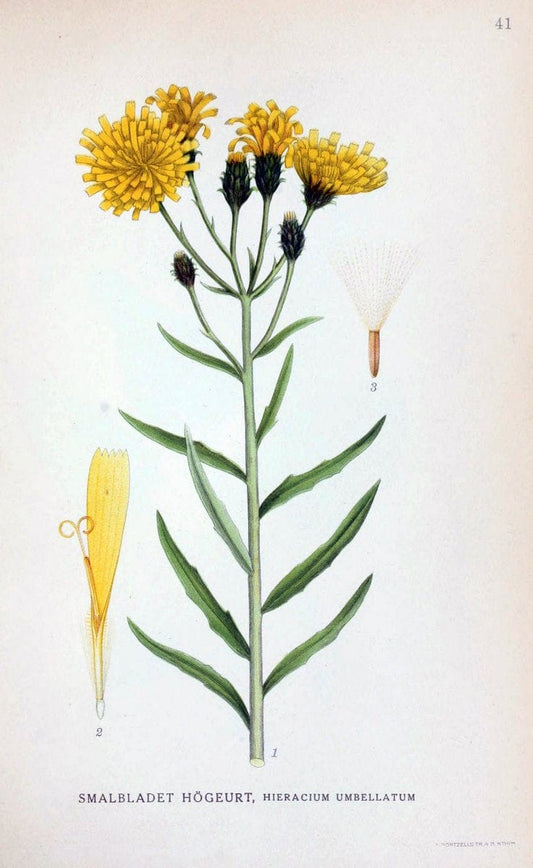 Billeder af nordens flora. v.1KÃ¸benhavn,G.E.C. Gad's forlag,1917-1927. | Finland "Pictorial works" Plants Scandinavia  | Vintage Print Reproduction 461578