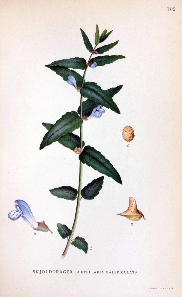Billeder af nordens flora. v.1KÃ¸benhavn,G.E.C. Gad's forlag,1917-1927. |  | Vintage Print Reproduction 461579