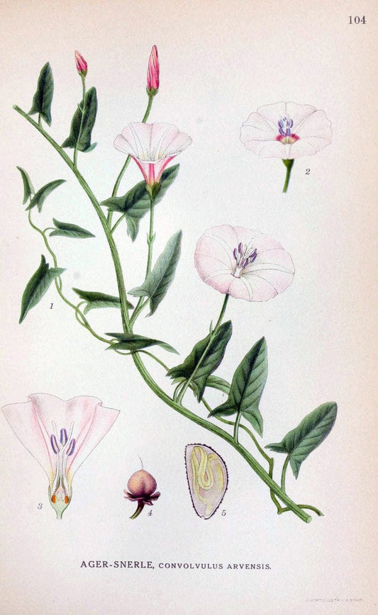 Billeder af nordens flora. v.1KÃ¸benhavn,G.E.C. Gad's forlag,1917-1927. |  | Vintage Print Reproduction 461581
