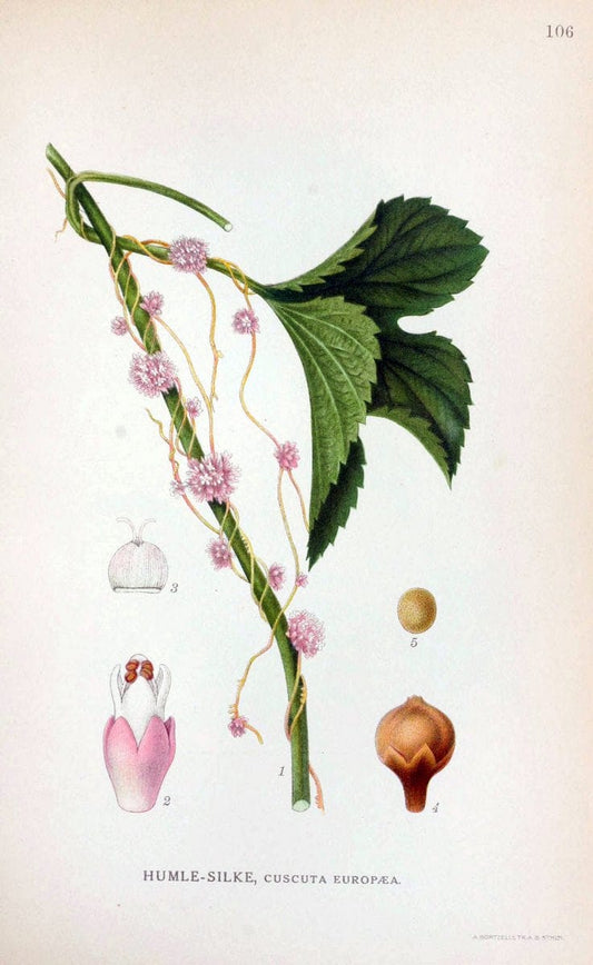 Billeder af nordens flora. v.1KÃ¸benhavn,G.E.C. Gad's forlag,1917-1927. |  | Vintage Print Reproduction 461583
