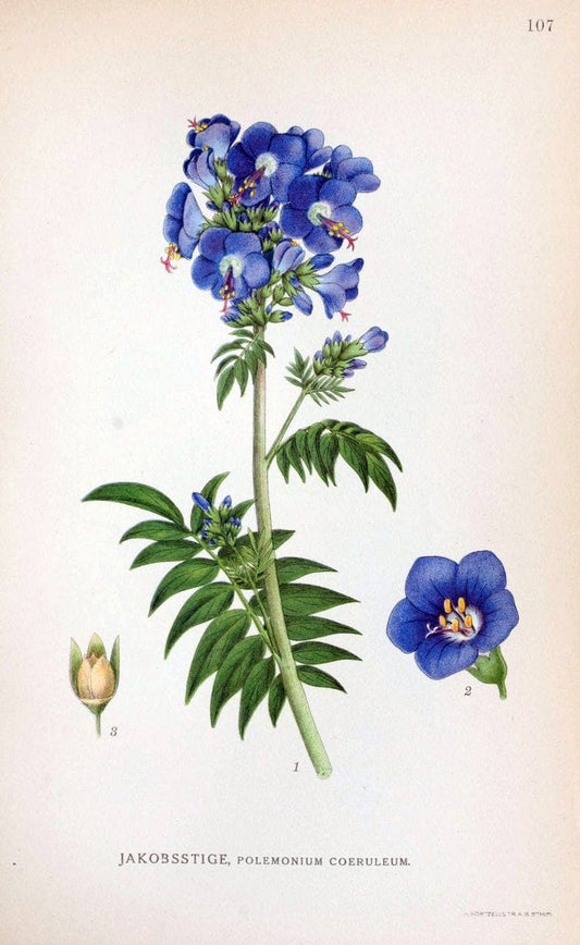 Billeder af nordens flora. v.1KÃ¸benhavn,G.E.C. Gad's forlag,1917-1927. |  | Vintage Print Reproduction 461584