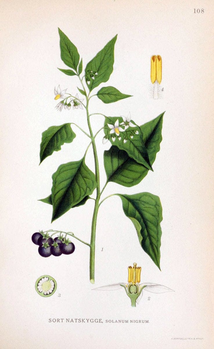 Billeder af nordens flora. v.1KÃ¸benhavn,G.E.C. Gad's forlag,1917-1927. |  | Vintage Print Reproduction 461585