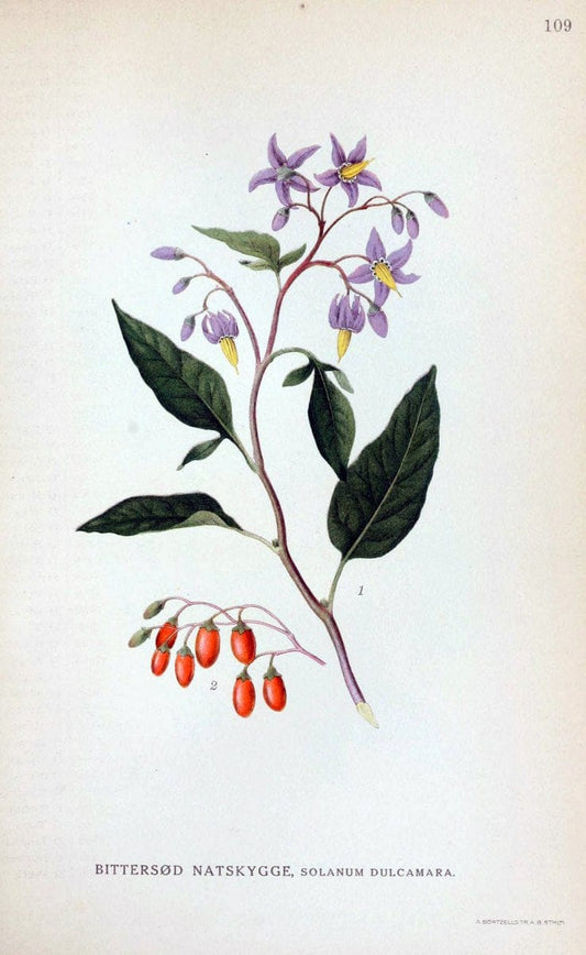 Billeder af nordens flora. v.1KÃ¸benhavn,G.E.C. Gad's forlag,1917-1927. |  | Vintage Print Reproduction 461586