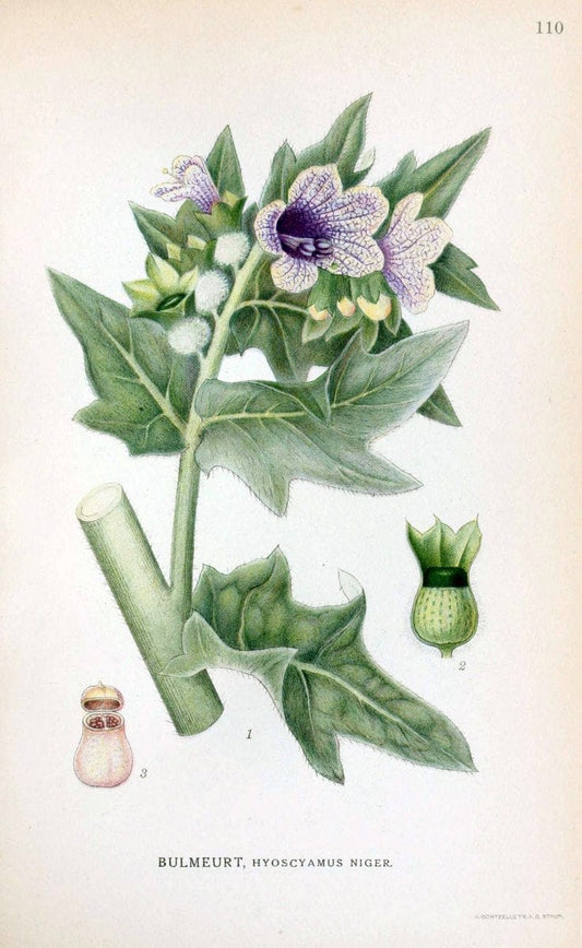 Billeder af nordens flora. v.1KÃ¸benhavn,G.E.C. Gad's forlag,1917-1927. |  | Vintage Print Reproduction 461587