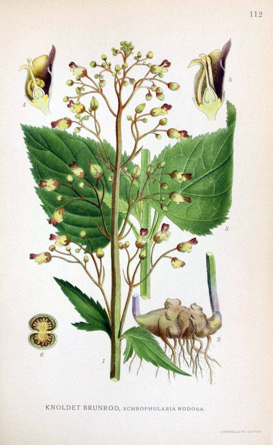 Billeder af nordens flora. v.1KÃ¸benhavn,G.E.C. Gad's forlag,1917-1927. |  | Vintage Print Reproduction 461589