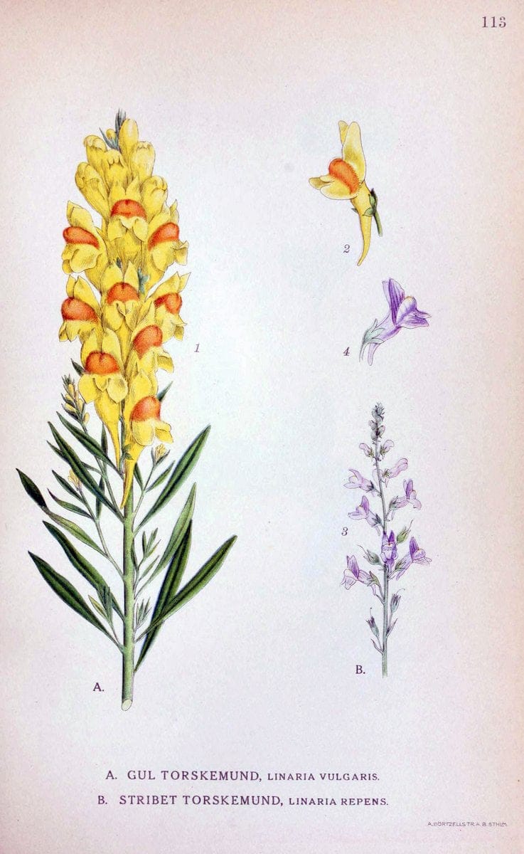 Billeder af nordens flora. v.1KÃ¸benhavn,G.E.C. Gad's forlag,1917-1927. |  | Vintage Print Reproduction 461590