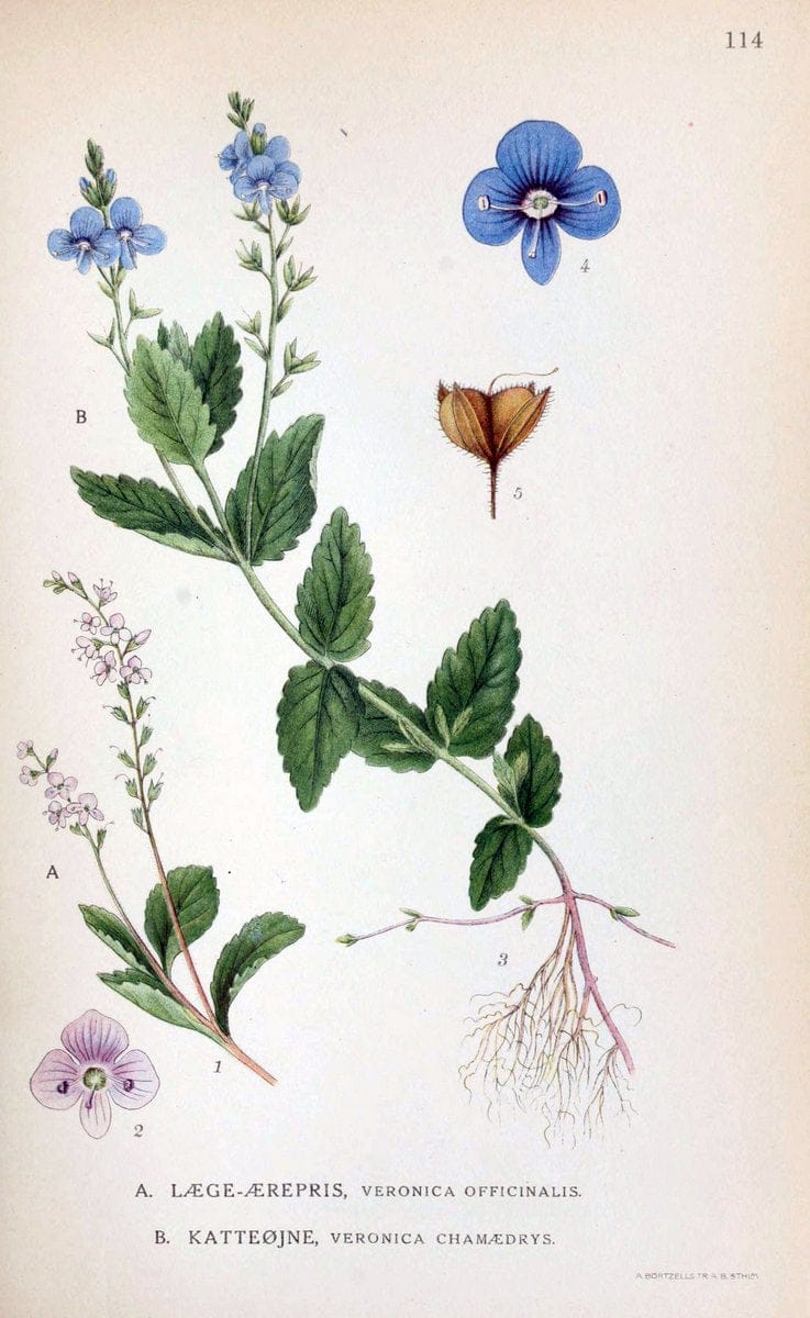 Billeder af nordens flora. v.1KÃ¸benhavn,G.E.C. Gad's forlag,1917-1927. |  | Vintage Print Reproduction 461591