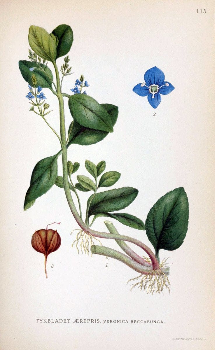 Billeder af nordens flora. v.1KÃ¸benhavn,G.E.C. Gad's forlag,1917-1927. |  | Vintage Print Reproduction 461592