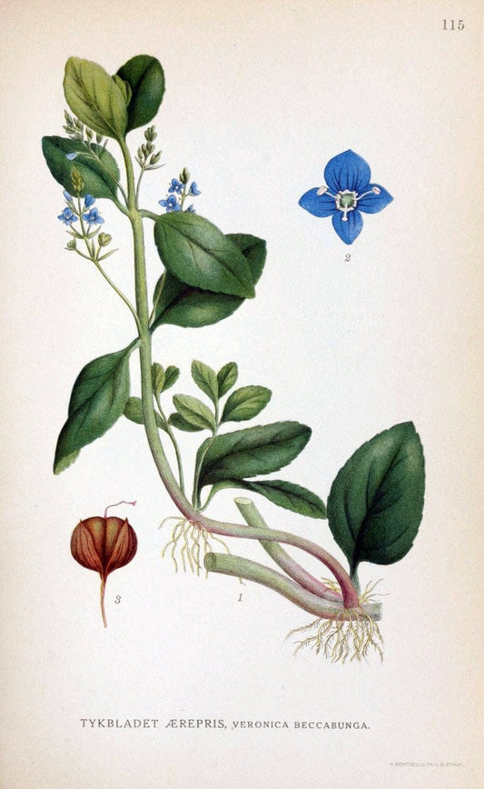Billeder af nordens flora. v.1KÃ¸benhavn,G.E.C. Gad's forlag,1917-1927. |  | Vintage Print Reproduction 461592