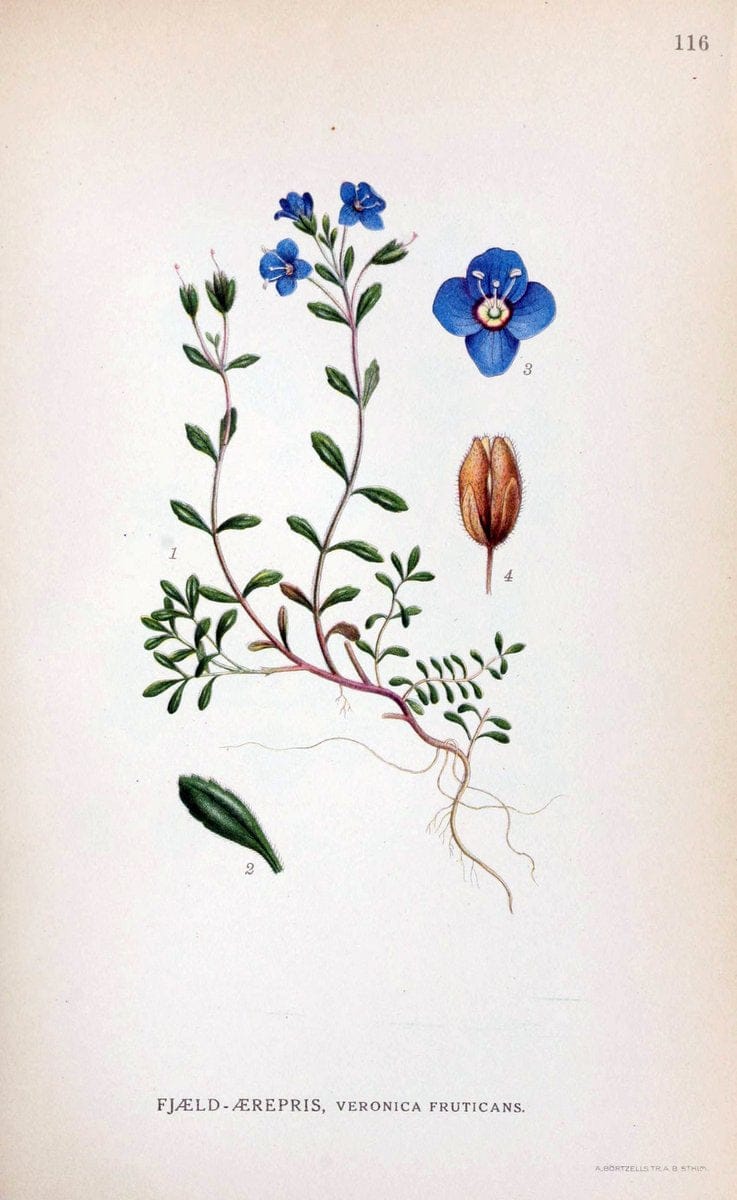 Billeder af nordens flora. v.1KÃ¸benhavn,G.E.C. Gad's forlag,1917-1927. |  | Vintage Print Reproduction 461593