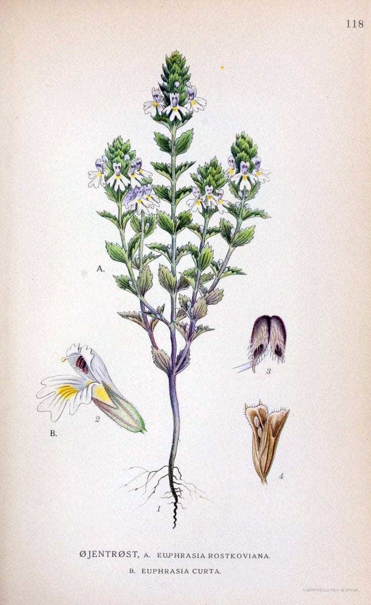 Billeder af nordens flora. v.1KÃ¸benhavn,G.E.C. Gad's forlag,1917-1927. |  | Vintage Print Reproduction 461595