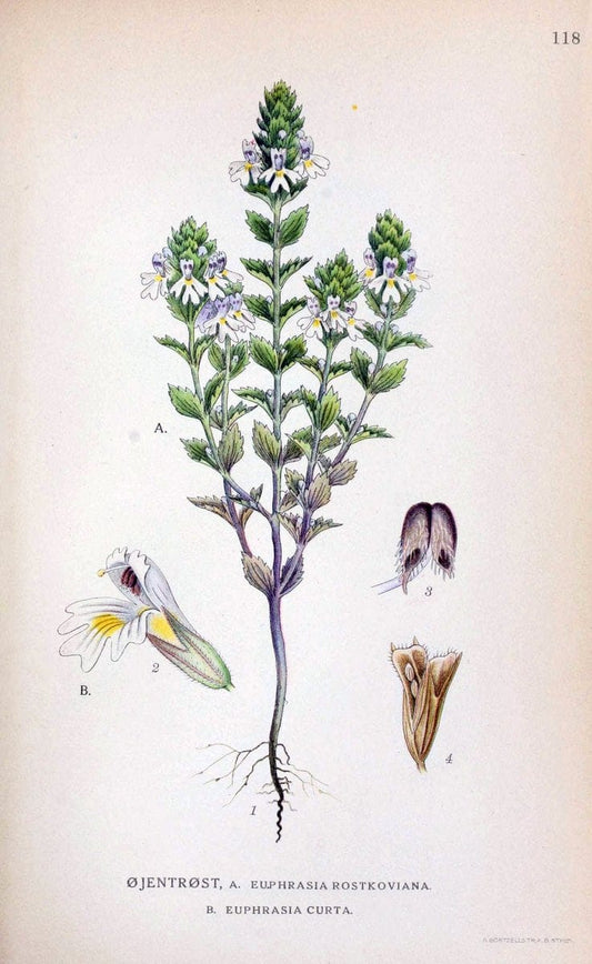 Billeder af nordens flora. v.1KÃ¸benhavn,G.E.C. Gad's forlag,1917-1927. |  | Vintage Print Reproduction 461595