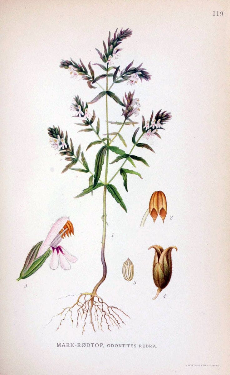 Billeder af nordens flora. v.1KÃ¸benhavn,G.E.C. Gad's forlag,1917-1927. |  | Vintage Print Reproduction 461596
