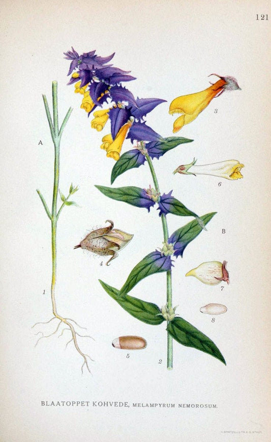 Billeder af nordens flora. v.1KÃ¸benhavn,G.E.C. Gad's forlag,1917-1927. |  | Vintage Print Reproduction 461598