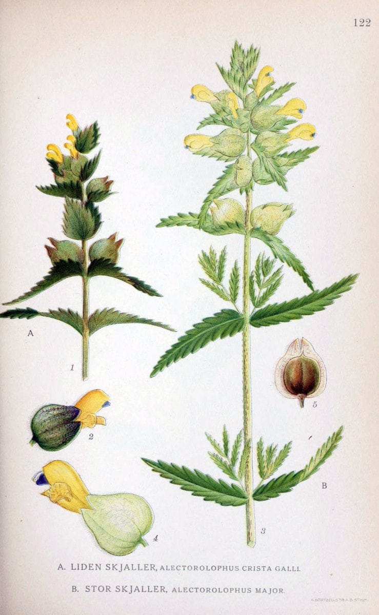 Billeder af nordens flora. v.1KÃ¸benhavn,G.E.C. Gad's forlag,1917-1927. |  | Vintage Print Reproduction 461599