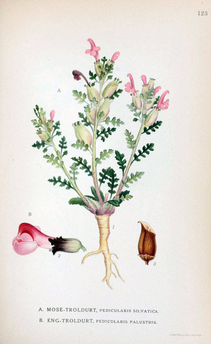 Billeder af nordens flora. v.1KÃ¸benhavn,G.E.C. Gad's forlag,1917-1927. |  | Vintage Print Reproduction 461600