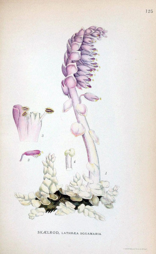 Billeder af nordens flora. v.1KÃ¸benhavn,G.E.C. Gad's forlag,1917-1927. |  | Vintage Print Reproduction 461602