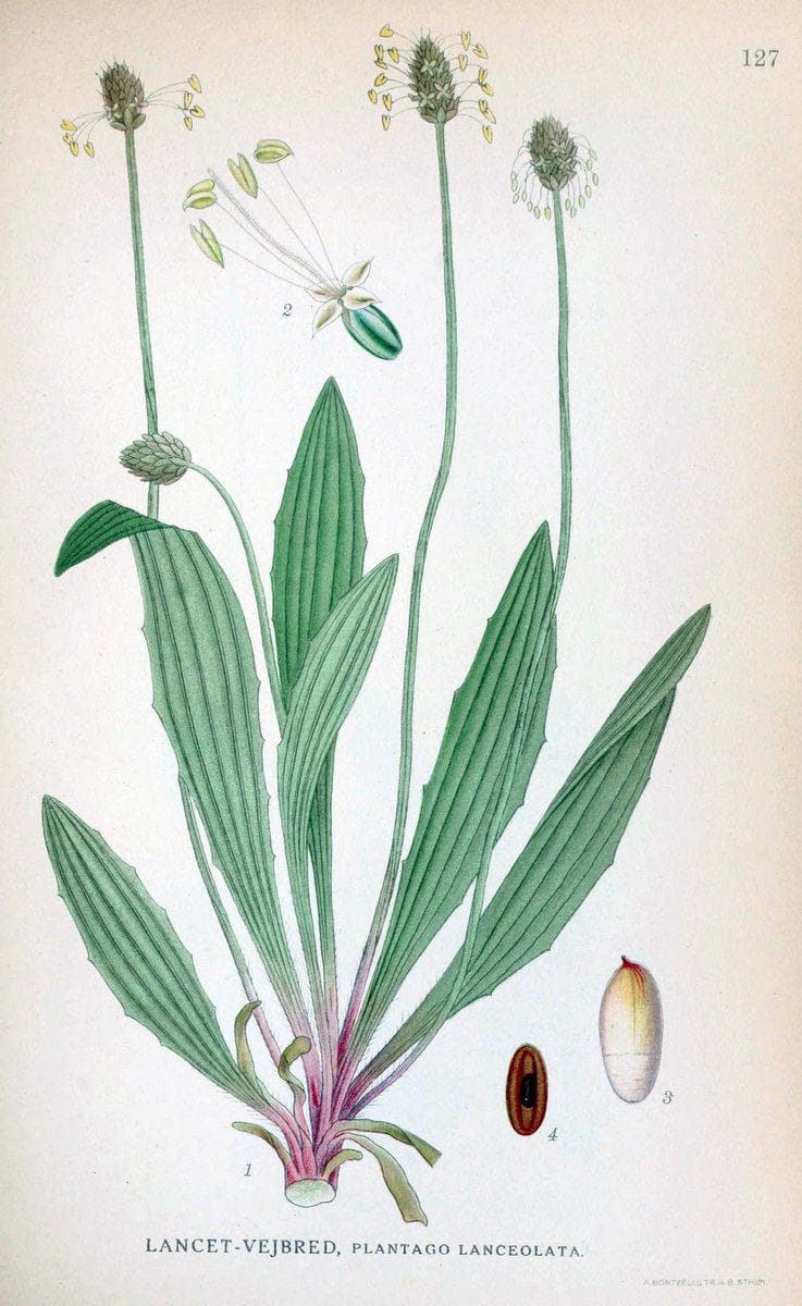 Billeder af nordens flora. v.1KÃ¸benhavn,G.E.C. Gad's forlag,1917-1927. |  | Vintage Print Reproduction 461604