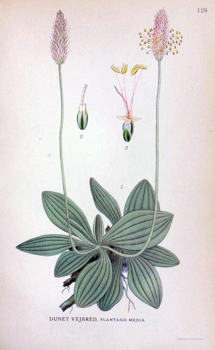 Billeder af nordens flora. v.1KÃ¸benhavn,G.E.C. Gad's forlag,1917-1927. |  | Vintage Print Reproduction 461605