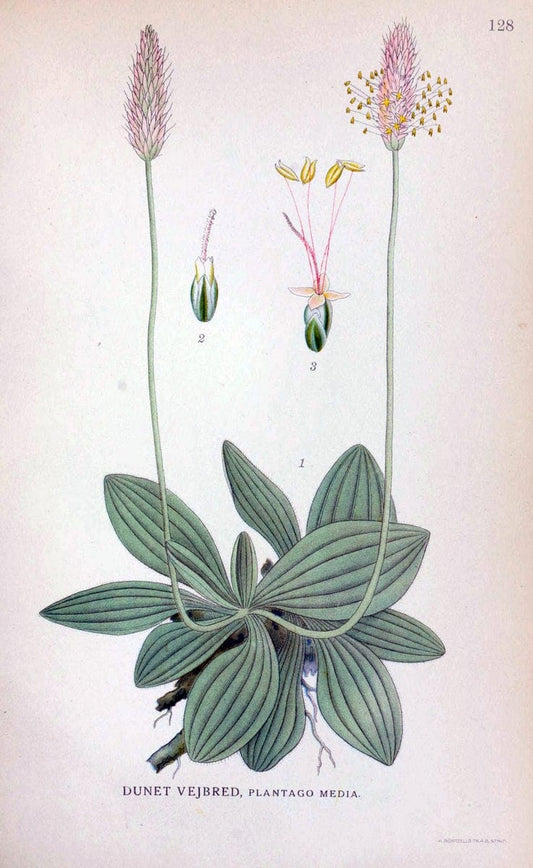 Billeder af nordens flora. v.1KÃ¸benhavn,G.E.C. Gad's forlag,1917-1927. |  | Vintage Print Reproduction 461605