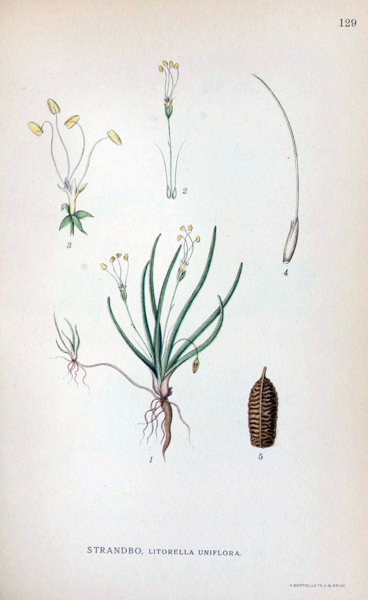 Billeder af nordens flora. v.1KÃ¸benhavn,G.E.C. Gad's forlag,1917-1927. |  | Vintage Print Reproduction 461606