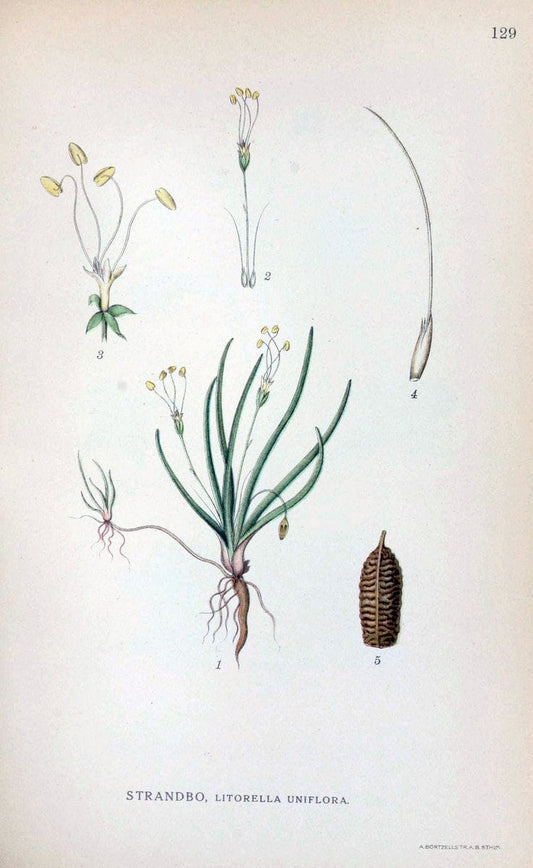 Billeder af nordens flora. v.1KÃ¸benhavn,G.E.C. Gad's forlag,1917-1927. |  | Vintage Print Reproduction 461606