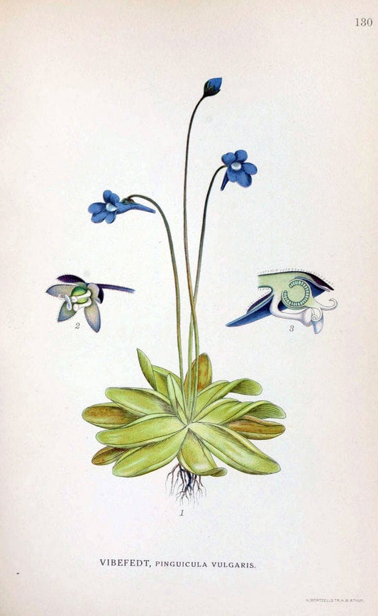 Billeder af nordens flora. v.1KÃ¸benhavn,G.E.C. Gad's forlag,1917-1927. |  | Vintage Print Reproduction 461607
