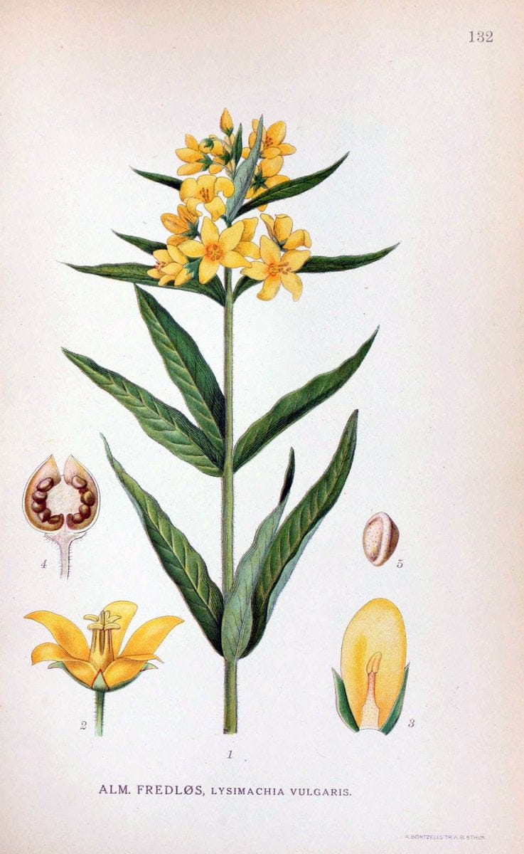 Billeder af nordens flora. v.1KÃ¸benhavn,G.E.C. Gad's forlag,1917-1927. |  | Vintage Print Reproduction 461609
