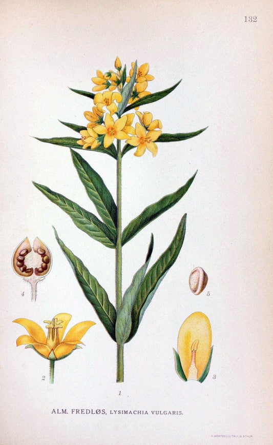 Billeder af nordens flora. v.1KÃ¸benhavn,G.E.C. Gad's forlag,1917-1927. |  | Vintage Print Reproduction 461609