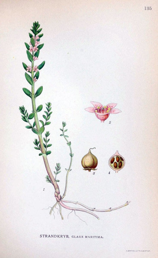 Billeder af nordens flora. v.1KÃ¸benhavn,G.E.C. Gad's forlag,1917-1927. |  | Vintage Print Reproduction 461612