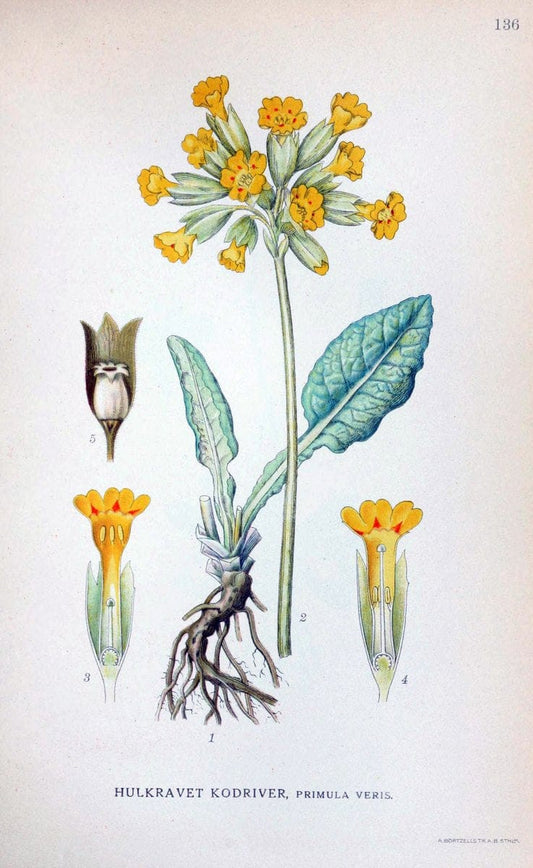 Billeder af nordens flora. v.1KÃ¸benhavn,G.E.C. Gad's forlag,1917-1927. |  | Vintage Print Reproduction 461613