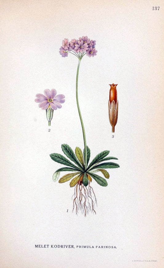 Billeder af nordens flora. v.1KÃ¸benhavn,G.E.C. Gad's forlag,1917-1927. |  | Vintage Print Reproduction 461614