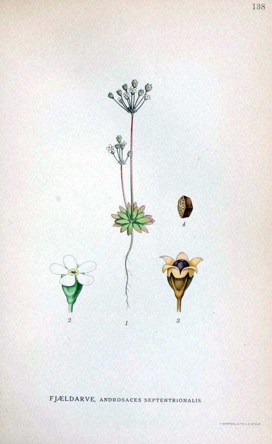Billeder af nordens flora. v.1KÃ¸benhavn,G.E.C. Gad's forlag,1917-1927. |  | Vintage Print Reproduction 461615