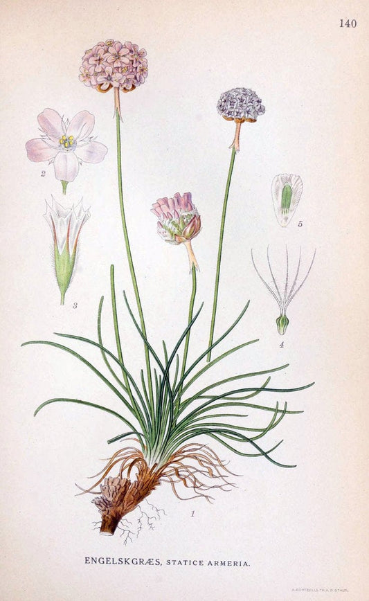 Billeder af nordens flora. v.1KÃ¸benhavn,G.E.C. Gad's forlag,1917-1927. |  | Vintage Print Reproduction 461617