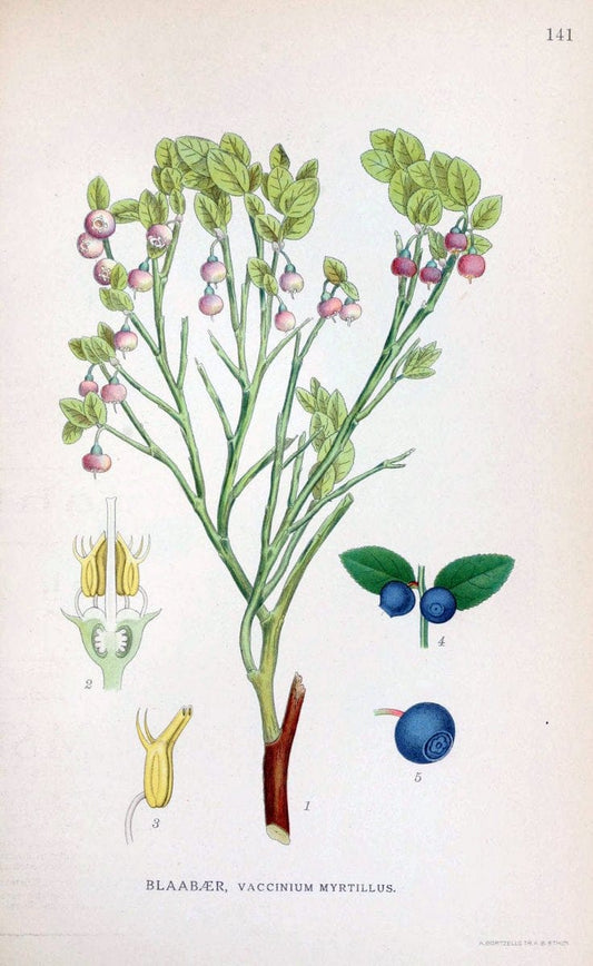 Billeder af nordens flora. v.1KÃ¸benhavn,G.E.C. Gad's forlag,1917-1927. |  | Vintage Print Reproduction 461618