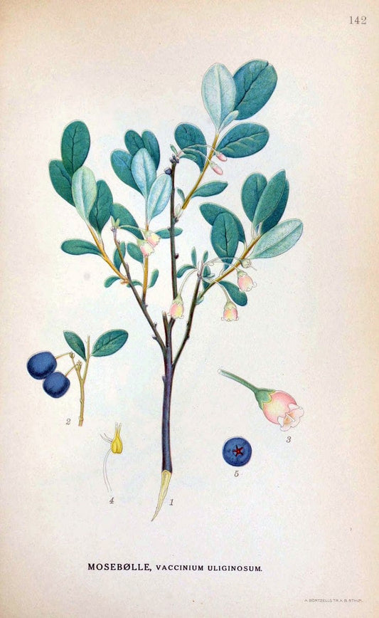 Billeder af nordens flora. v.1KÃ¸benhavn,G.E.C. Gad's forlag,1917-1927. |  | Vintage Print Reproduction 461619