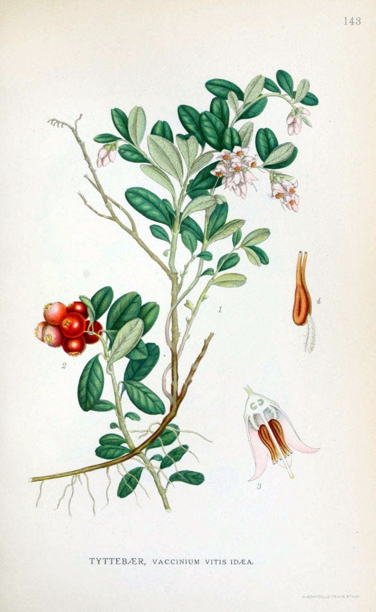 Billeder af nordens flora. v.1KÃ¸benhavn,G.E.C. Gad's forlag,1917-1927. |  | Vintage Print Reproduction 461620