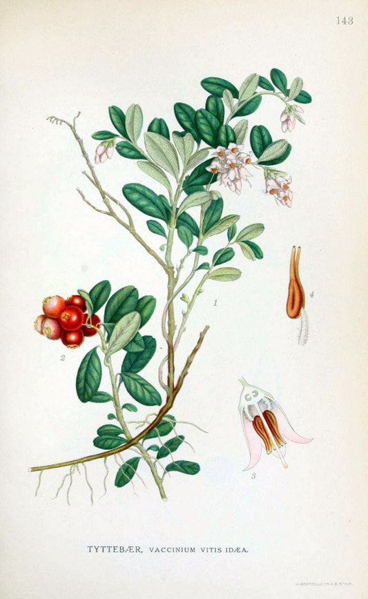 Billeder af nordens flora. v.1KÃ¸benhavn,G.E.C. Gad's forlag,1917-1927. |  | Vintage Print Reproduction 461620