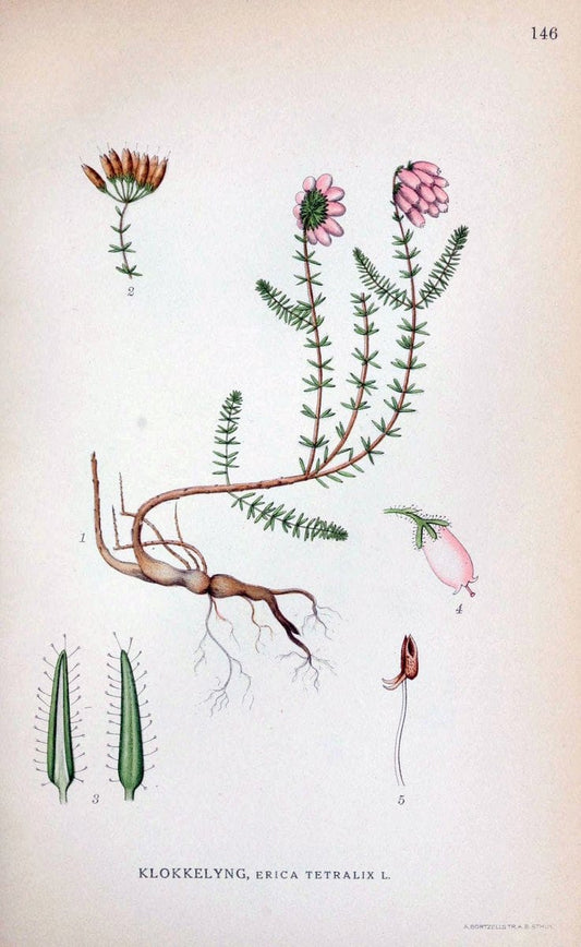 Billeder af nordens flora. v.1KÃ¸benhavn,G.E.C. Gad's forlag,1917-1927. |  | Vintage Print Reproduction 461623