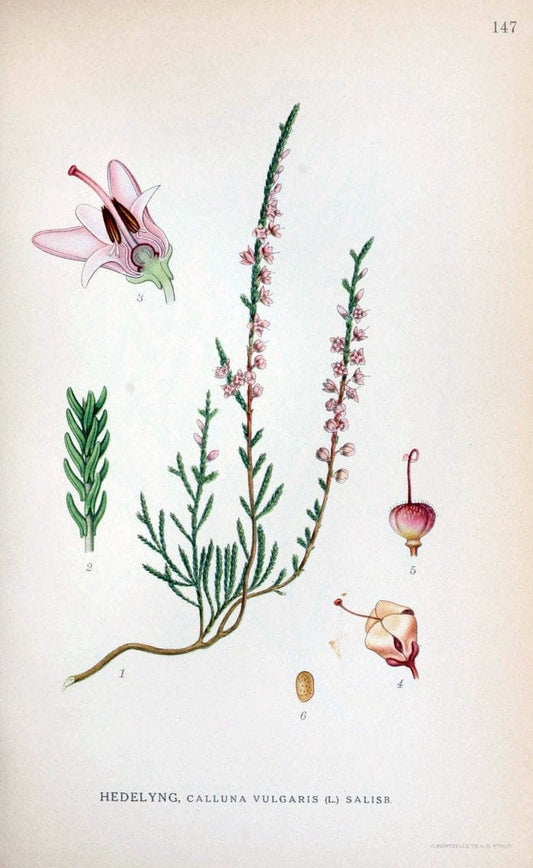 Billeder af nordens flora. v.1KÃ¸benhavn,G.E.C. Gad's forlag,1917-1927. |  | Vintage Print Reproduction 461624