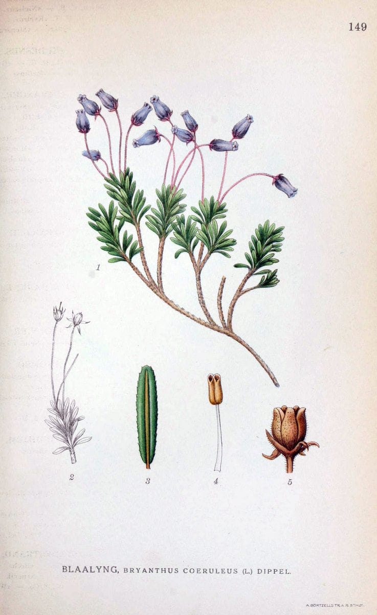 Billeder af nordens flora. v.1KÃ¸benhavn,G.E.C. Gad's forlag,1917-1927. |  | Vintage Print Reproduction 461626